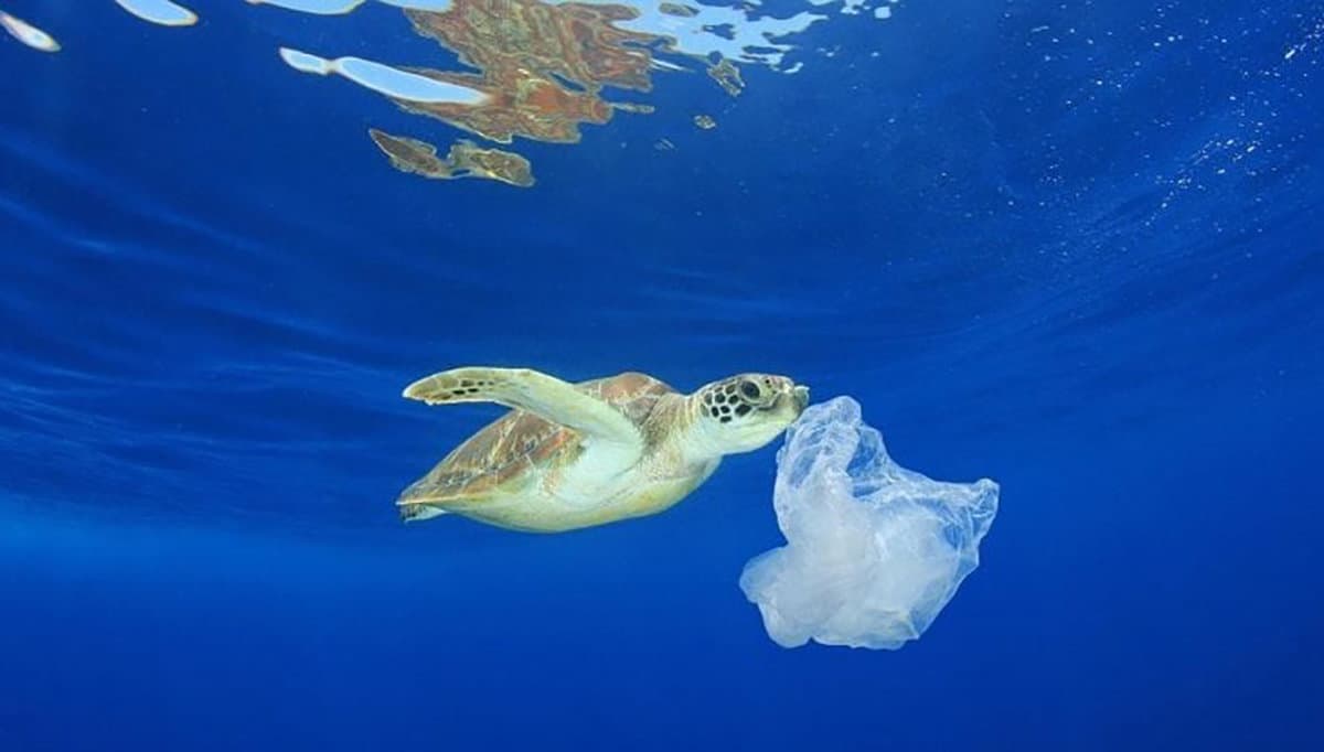 Trebisacce dopo il ritorno della Bandiera Blu si candida a diventare Comune Plastic Free