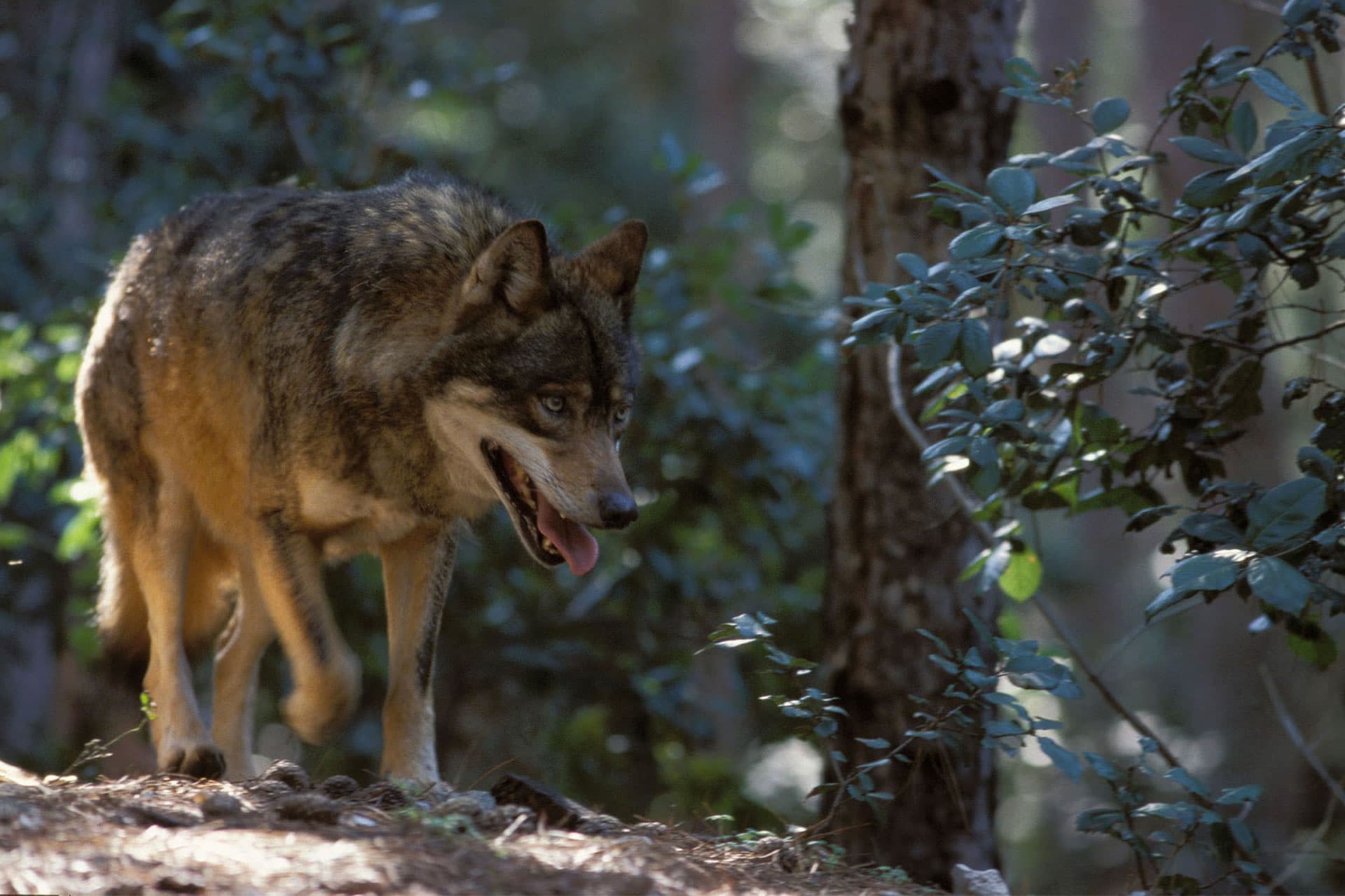Contro il bracconaggio e a tutela del lupo, approvata la mozione di Laghi
