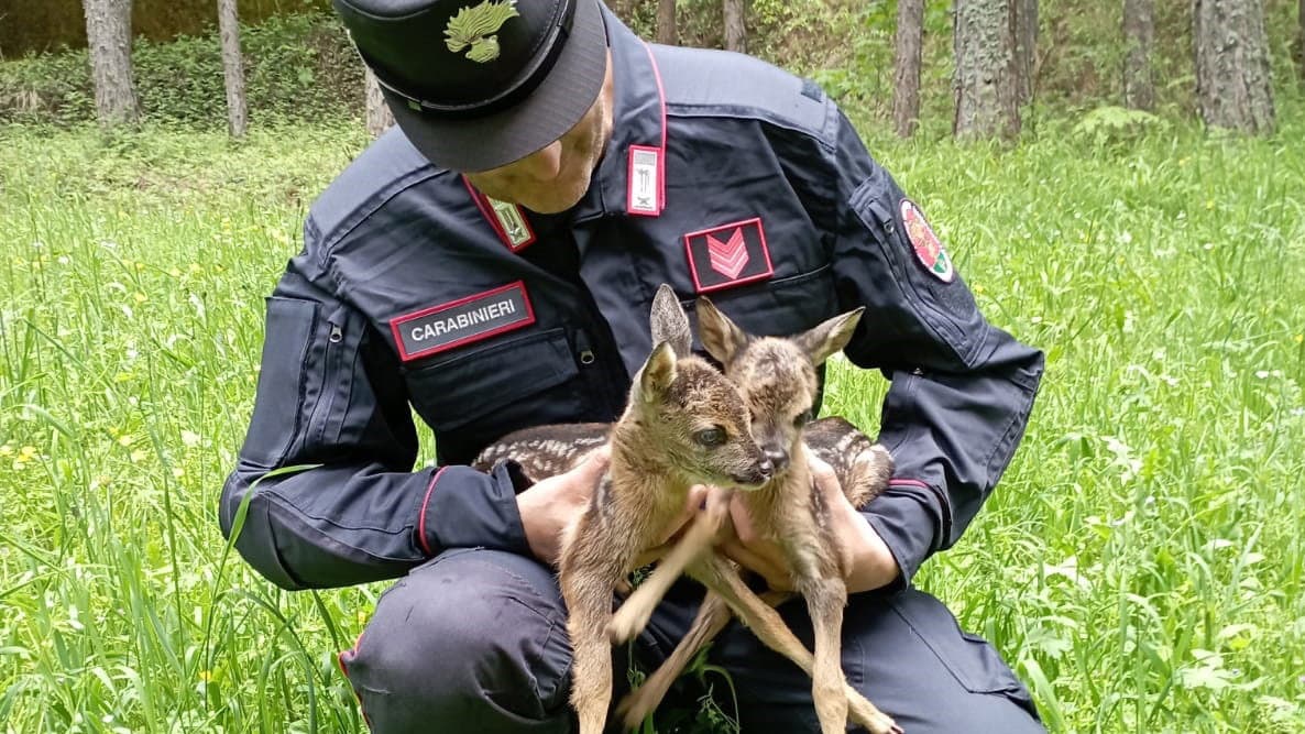 Alcuni escursionisti "mettono in salvo" due cuccioli di capriolo... ma erano solo nel loro habitat
