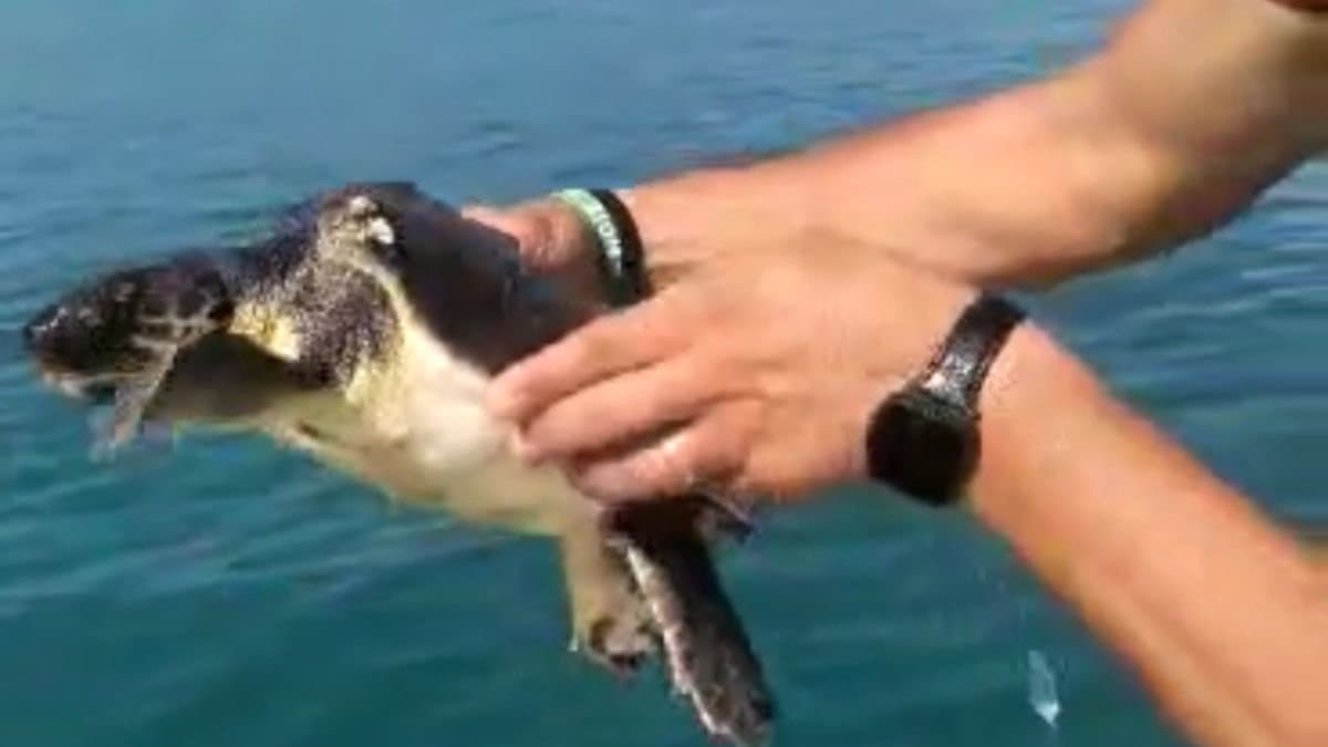 Una tartaruga ferita nelle acque di Corigliano-Rossano: subito curata e rilasciata in mare