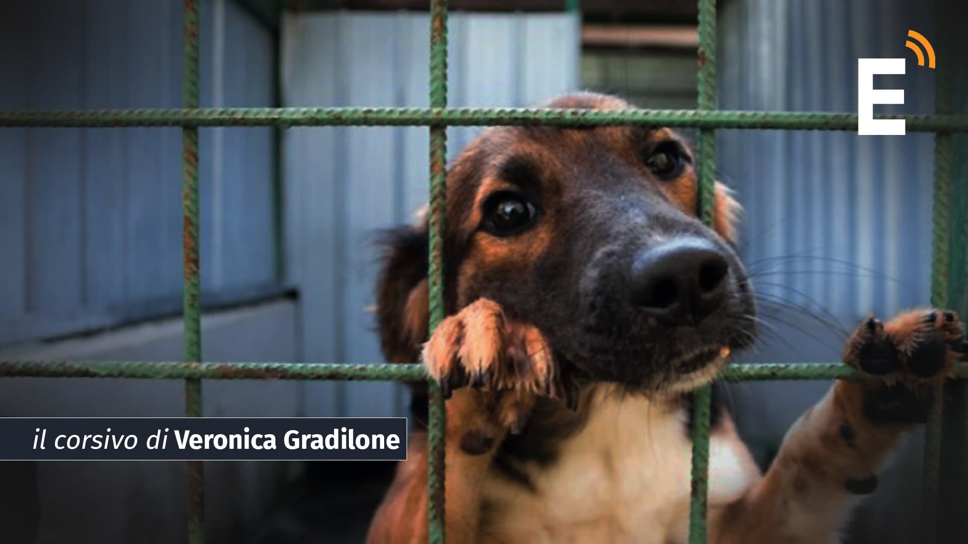 Allo sbaraglio o reclusi a vita: la dura realtà di chi non ha scelta tra vivere o morire