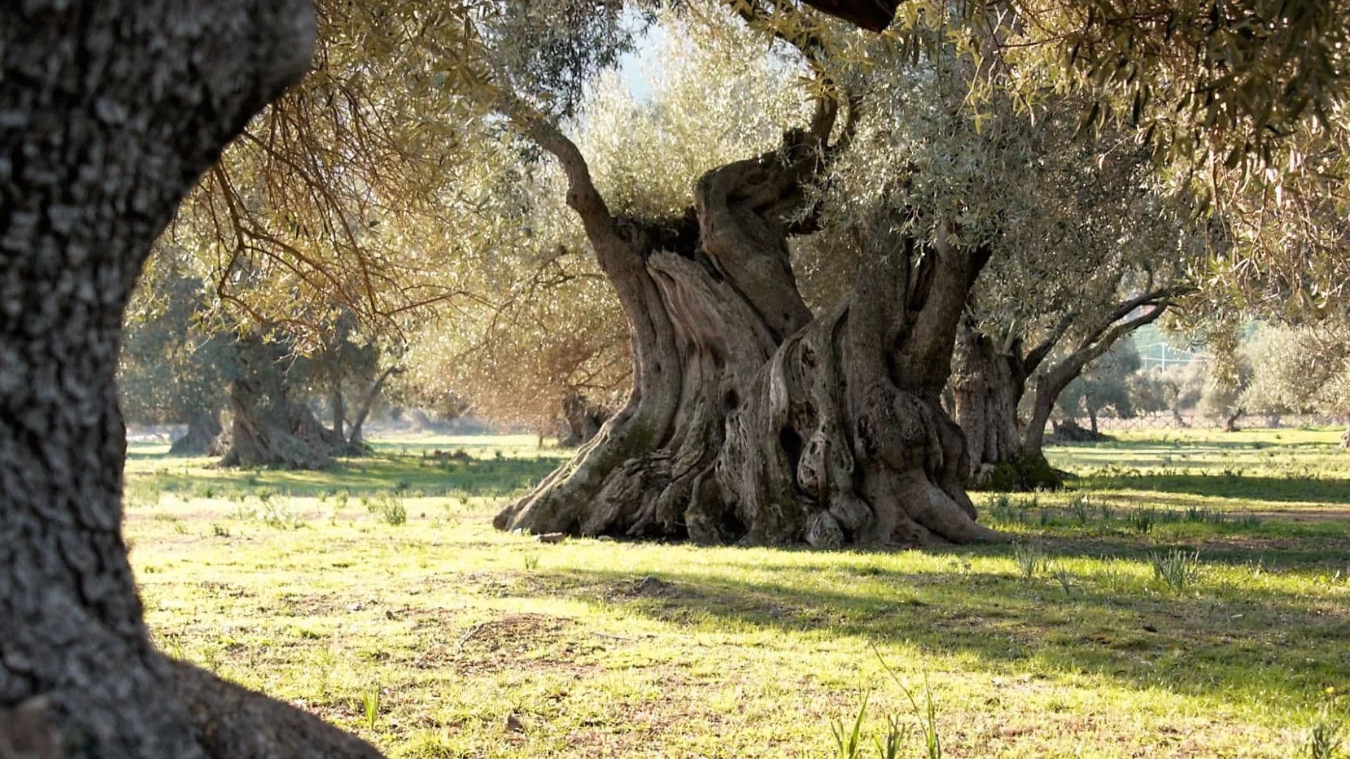 L'olio di Corigliano-Rossano di nuovo in TV per raccontare la storia di un prodotto straordinario