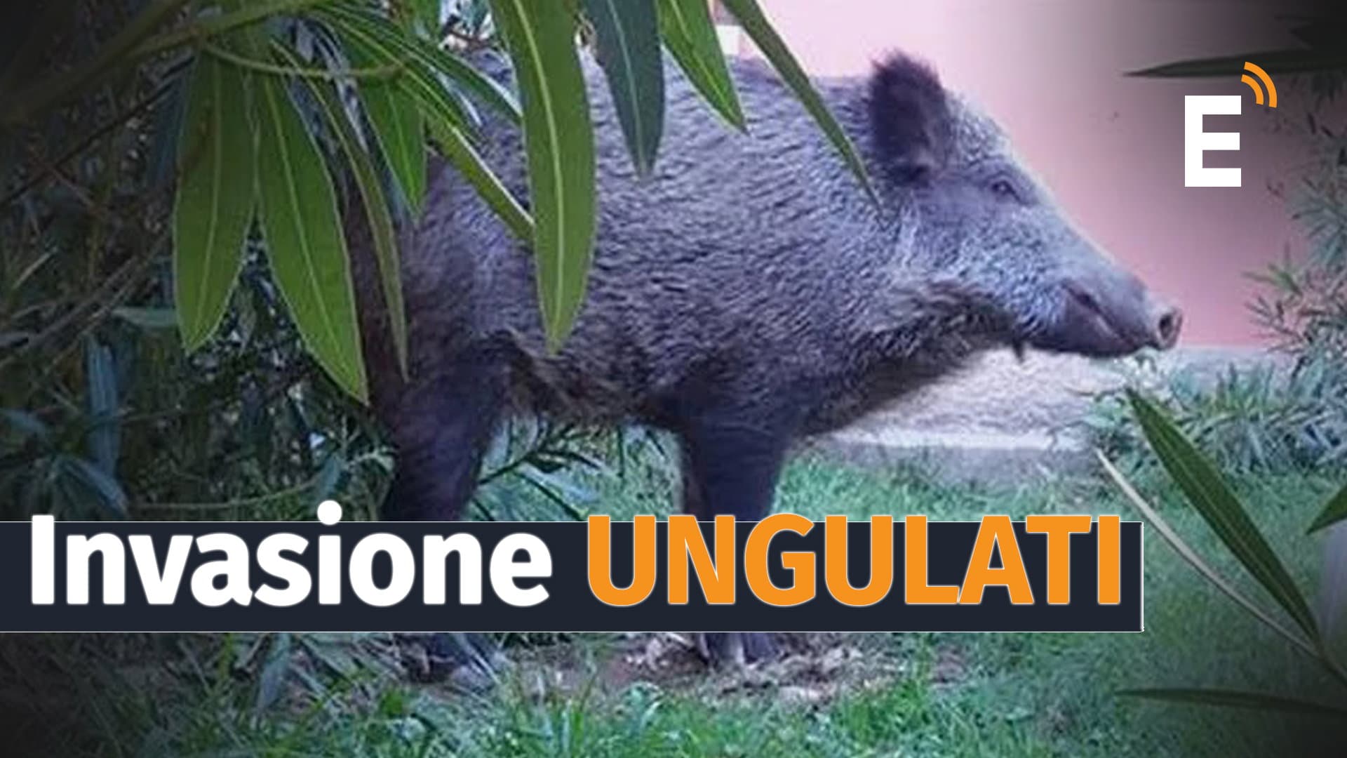 I cinghiali in città, a Co-Ro è allarme: devastano tutto e cercano rifugio nelle aree condominiali