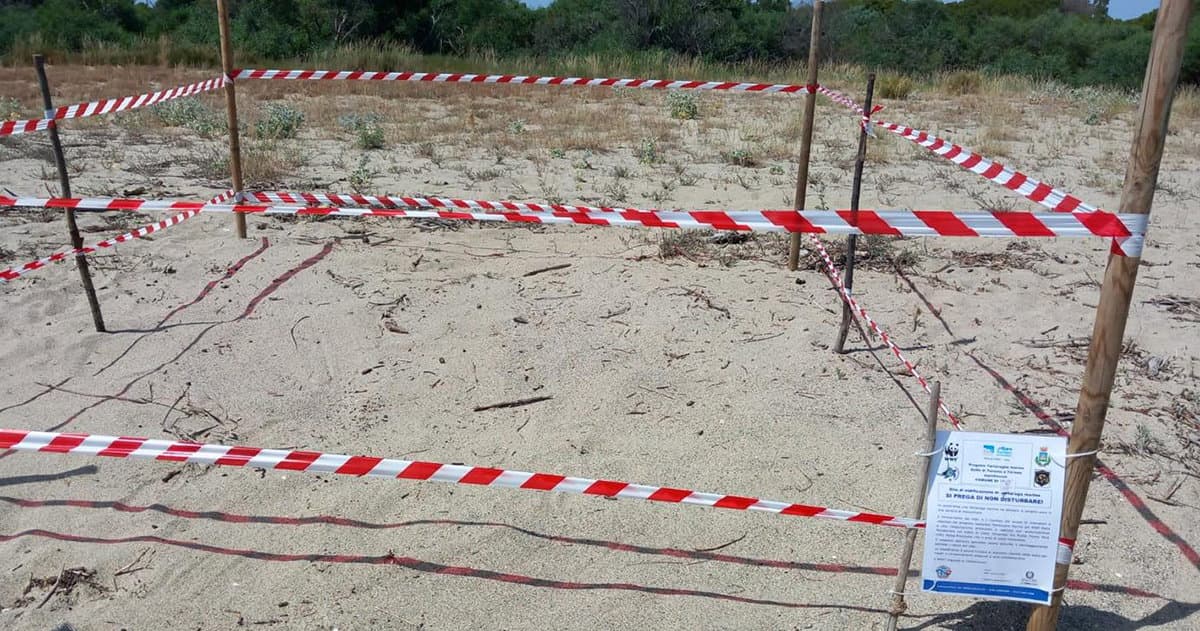 Una bellissima notizia: la tartaruga caretta caretta sceglie le spiagge di Sibari per nidificare