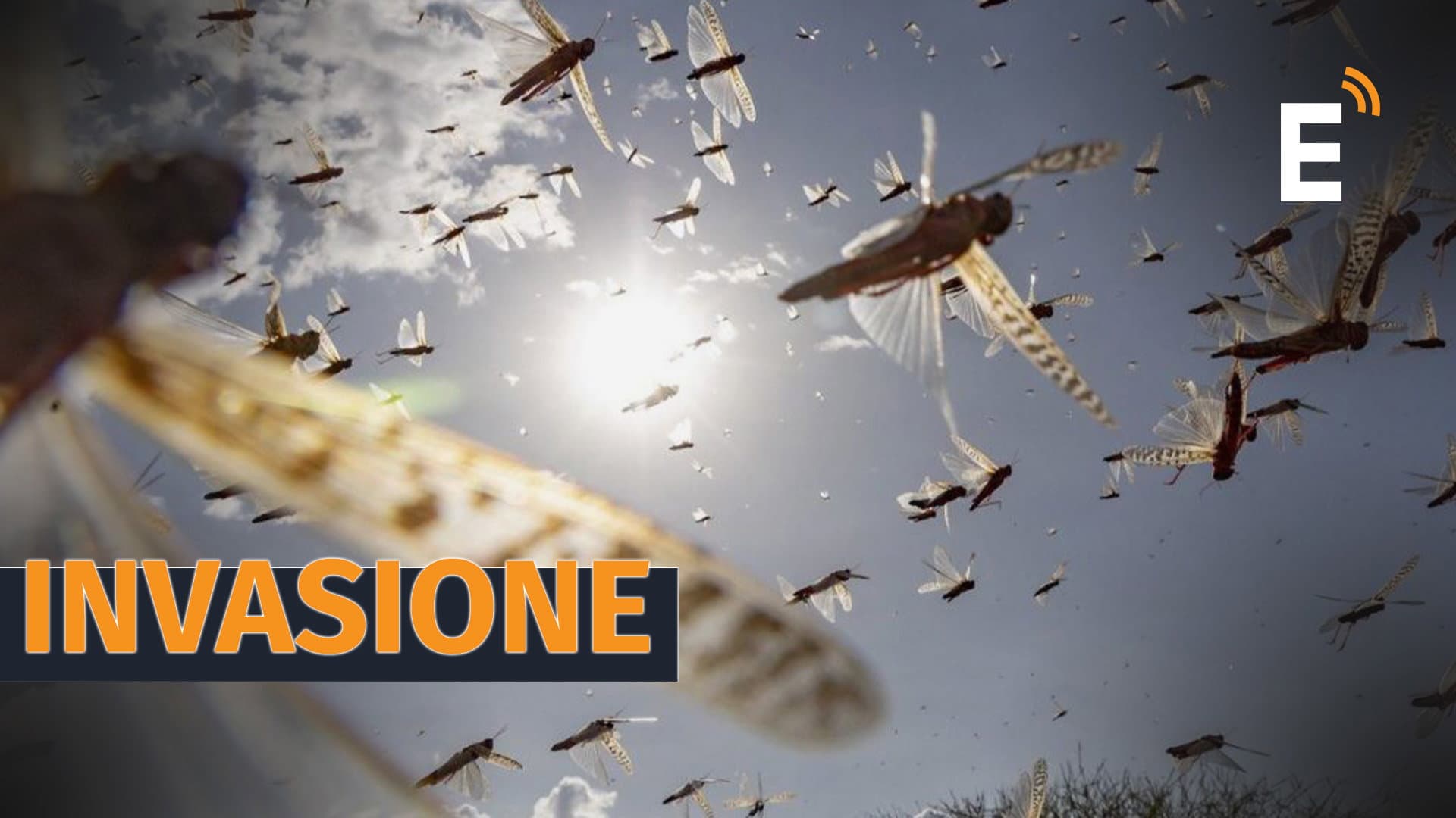 Corigliano-Rossano assediata dalle cavallette: si teme per la salute dei campi