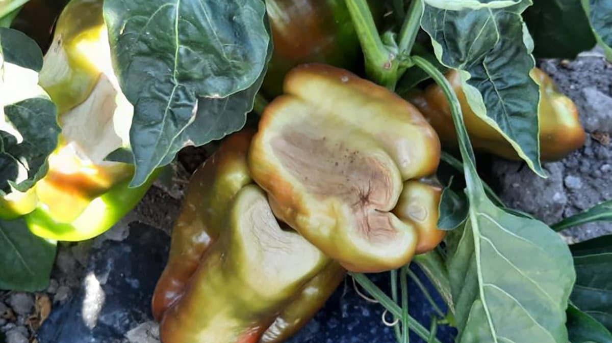 Il caldo brucia frutta e verdura e i cinghiali fanno il resto. Chiesto lo stato di calamità