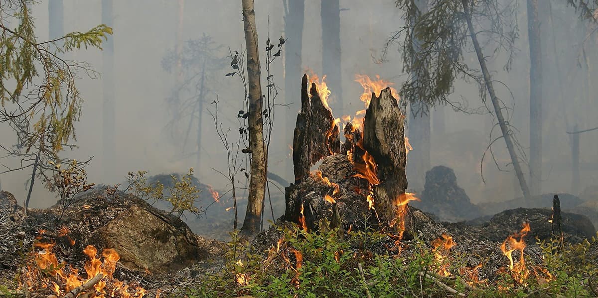 «L'ambientalismo estremo favorisce gli incendi boschivi»
