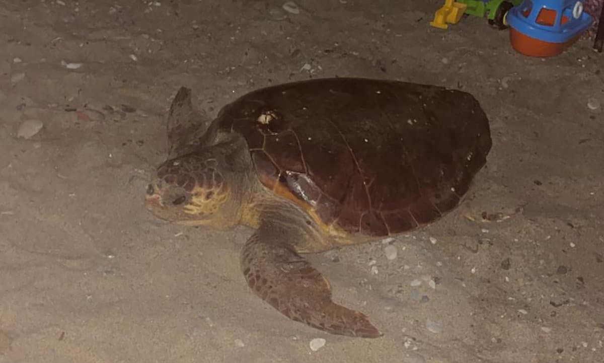Mamma tartaruga sceglie le spiagge di Cariati per il suo nido: «Evento raro ed eccezionale»