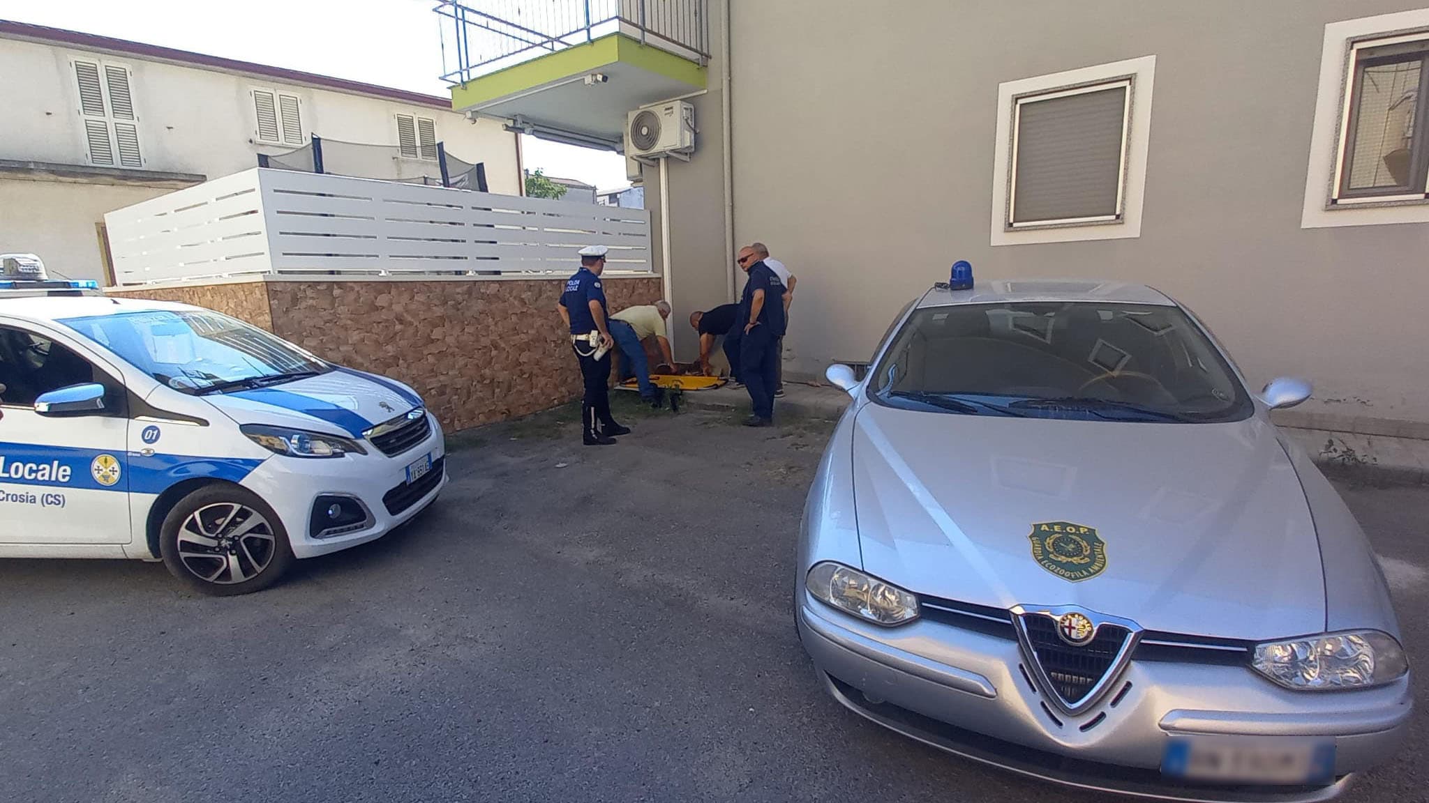 A Mirto Crosia un randagio salvato dalle grinfie di un branco di cani di proprietà