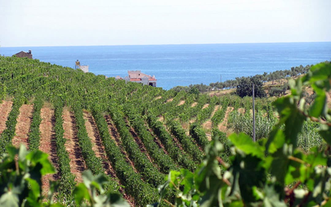 Vendemmia 2023, la sentenza di Coldiretti: «Non sarà un'annata che rimarrà nella storia»
