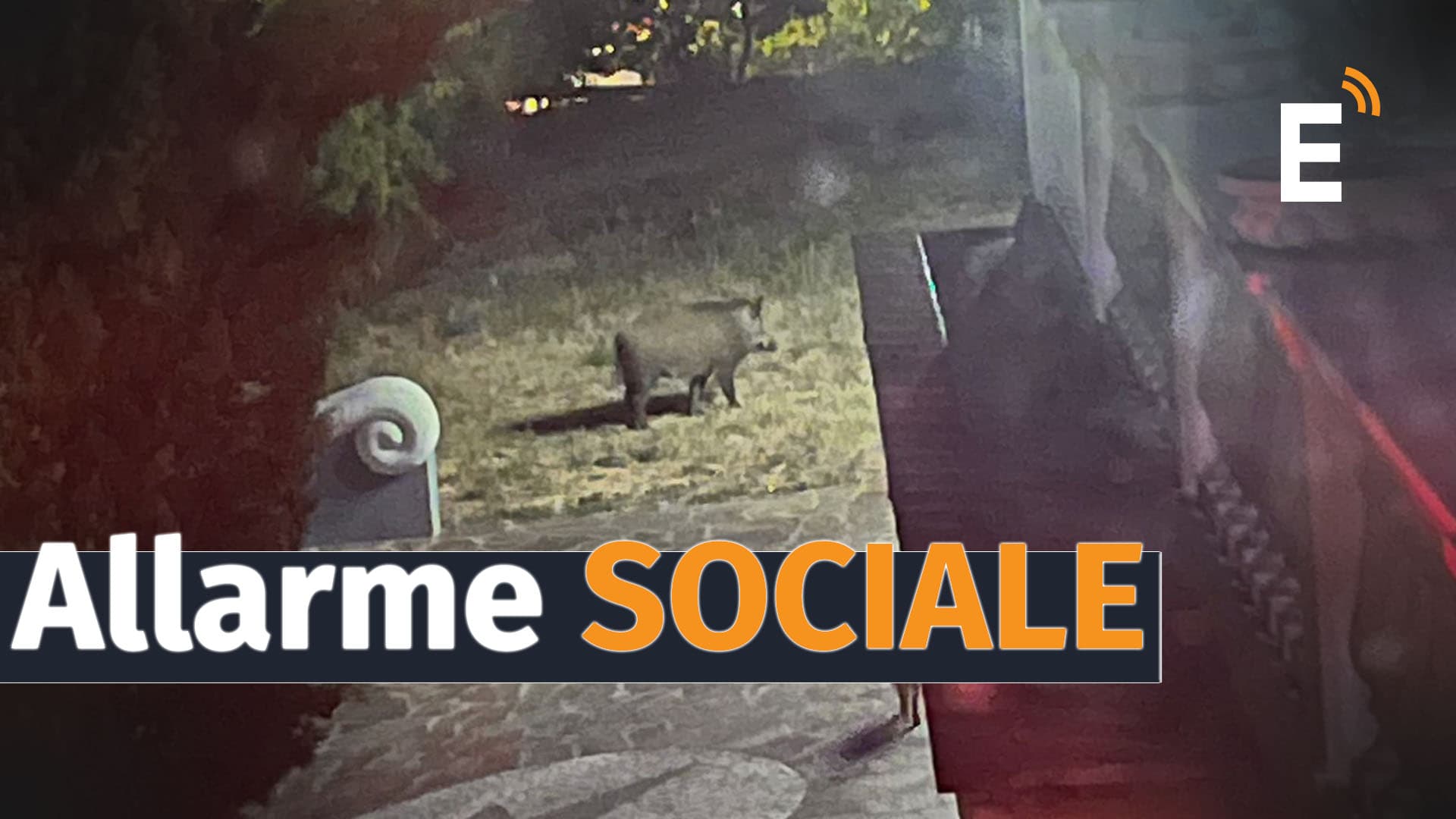 Ora i cinghiali attaccano pure le persone. Paura a San Demetrio Corone: una famiglia sotto assedio