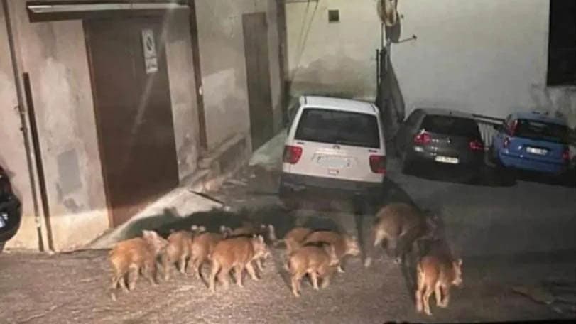 I cinghiali arrivano anche nei centri storici di Corigliano-Rossano: Amministrazione comunale in allarme