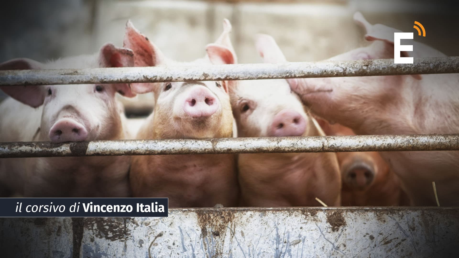 I pendolari jonici sono carne da macello costretti come maiali a viaggi lunghissimi negli spazi ristretti degli autobus