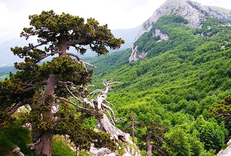 I 30 anni dell'Ente Parco Nazionale del Pollino con un evento dell'associazione GradoZero