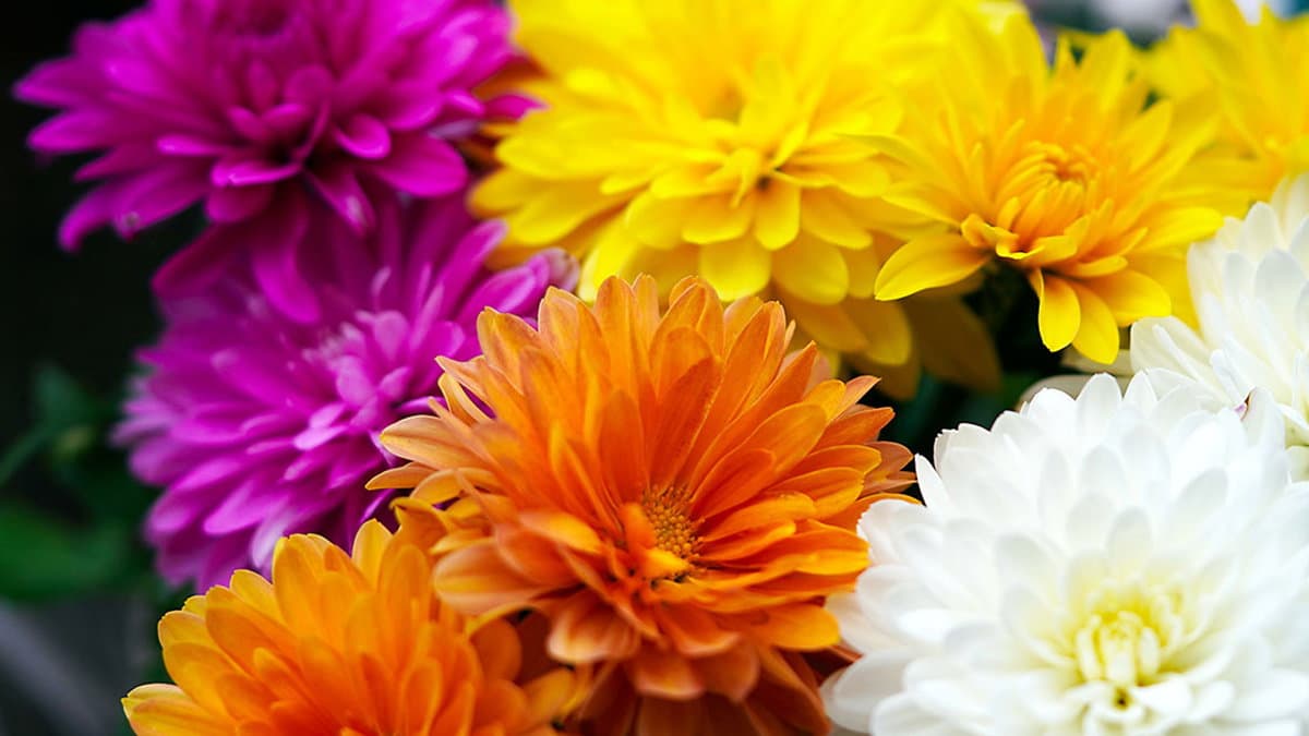 Omaggio ai cari defunti, l'80% dei calabresi porta i fiori. Il crisantemo è quello più scelto