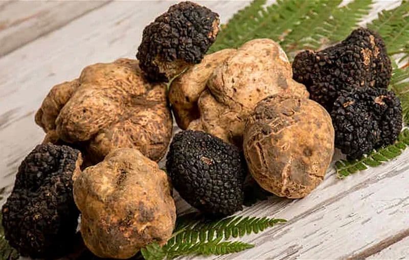 A Tenuta Caminata si esaltano i sapori del prestigioso Tartufo del Pollino