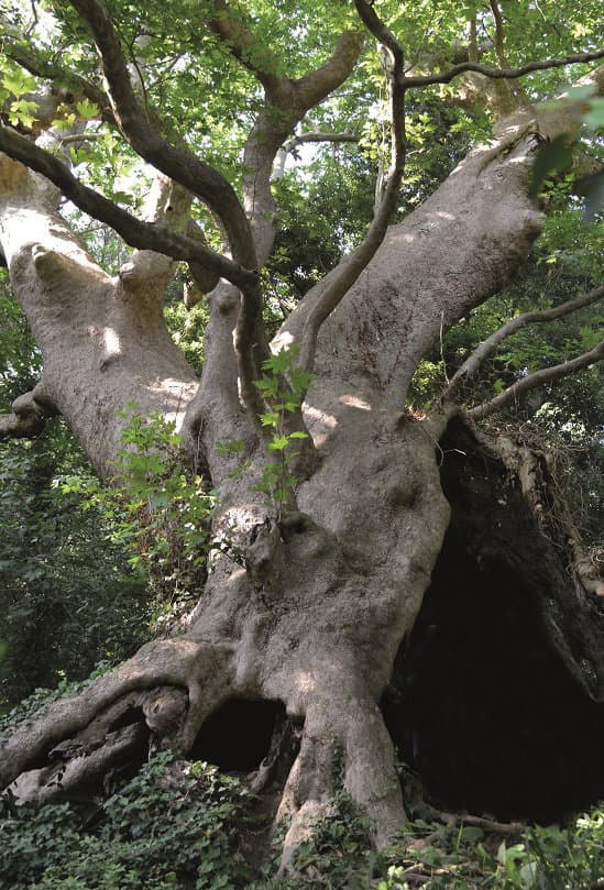 Anche a Policoro si celebrerà la "Giornata mondiale dell’Albero"