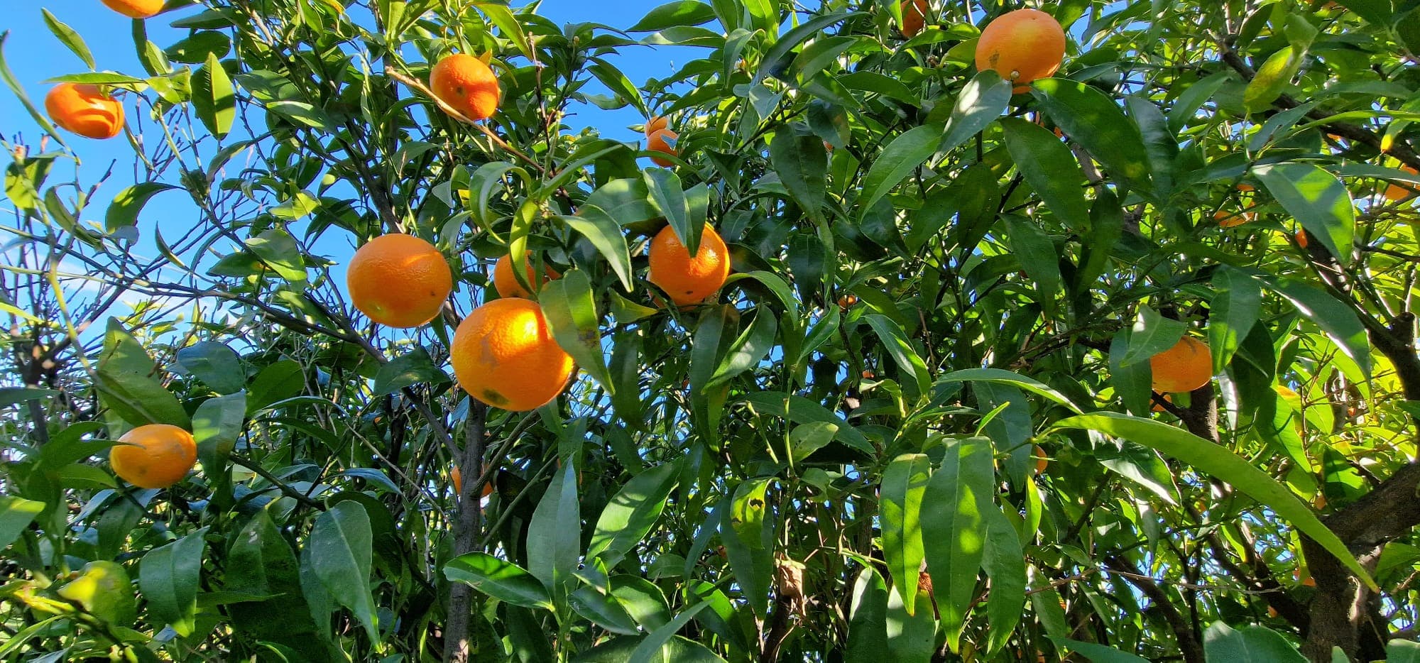 Le Clementine del Majorana di Corigliano-Rossano diventano IGP