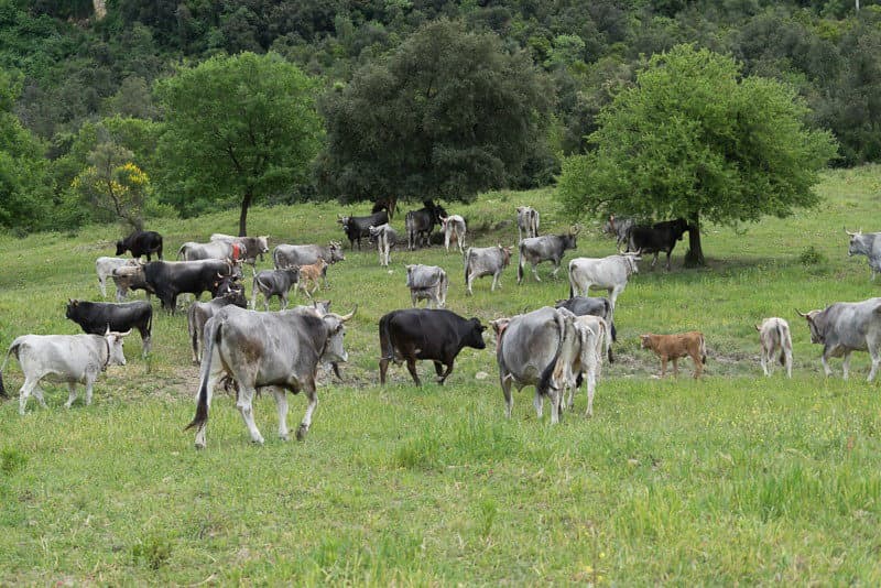 A Paludi inizia la demonticazione: il ritorno degli animali dopo la transumanza