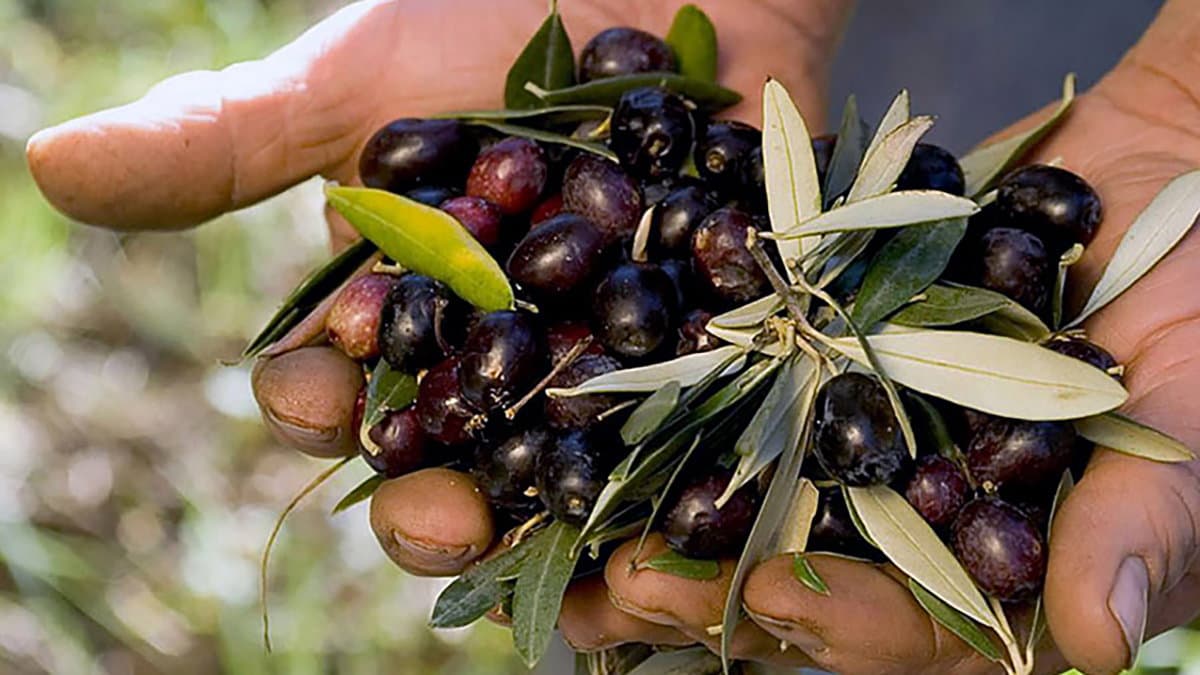La Calabria protagonista al concorso nazionale “Ercole Olivario – Sezione Olive da Tavola”