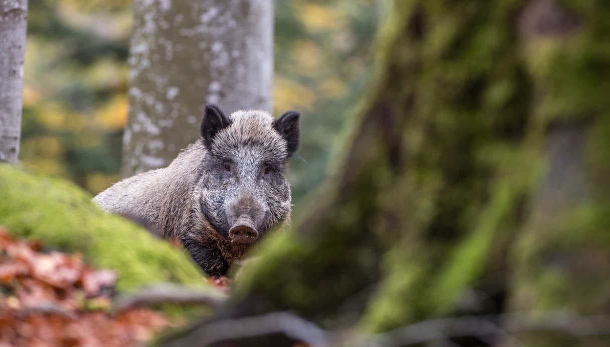 Caccia al cinghiale, la particolare richiesta di un cacciatore di Amendolara finisce al Tar