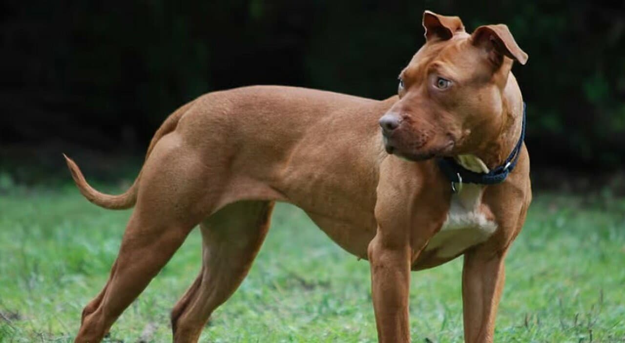 Mamma e figlia aggredite da un pitbull: interviene la Procura di Castrovillari