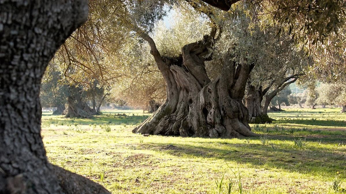 Olio, prorogata la scadenza per le candidature al bando Pnrr sui frantoi