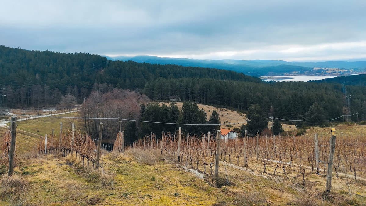 In Sila il vigneto più alto d'Europa: un esperimento riuscito
