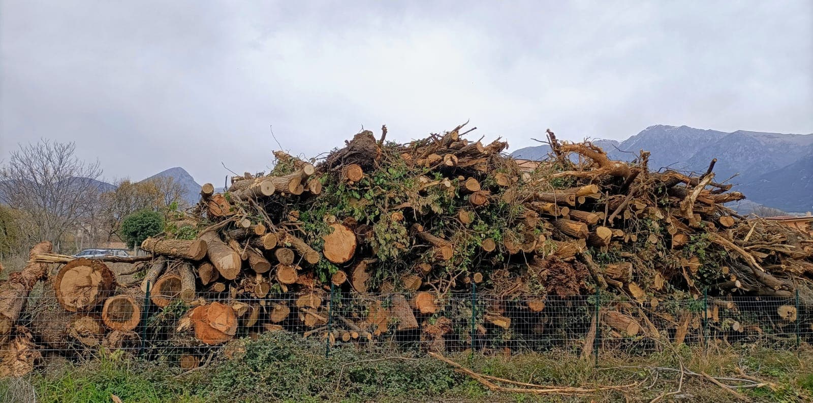 Castrovillari, Ferdinando Laghi (DeMa) interviene contro il taglio indiscriminato di alberi