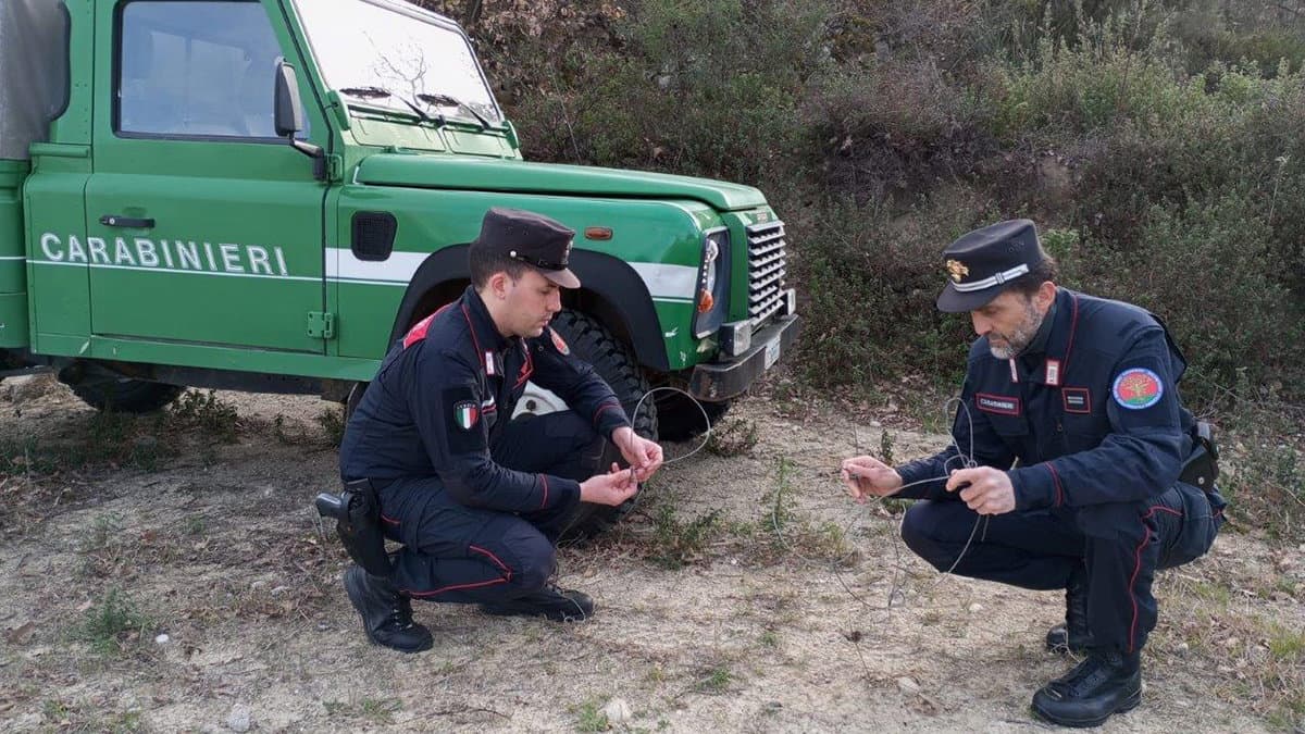 Bracconaggio nel Parco Nazionale della Sila: denunciato un uomo