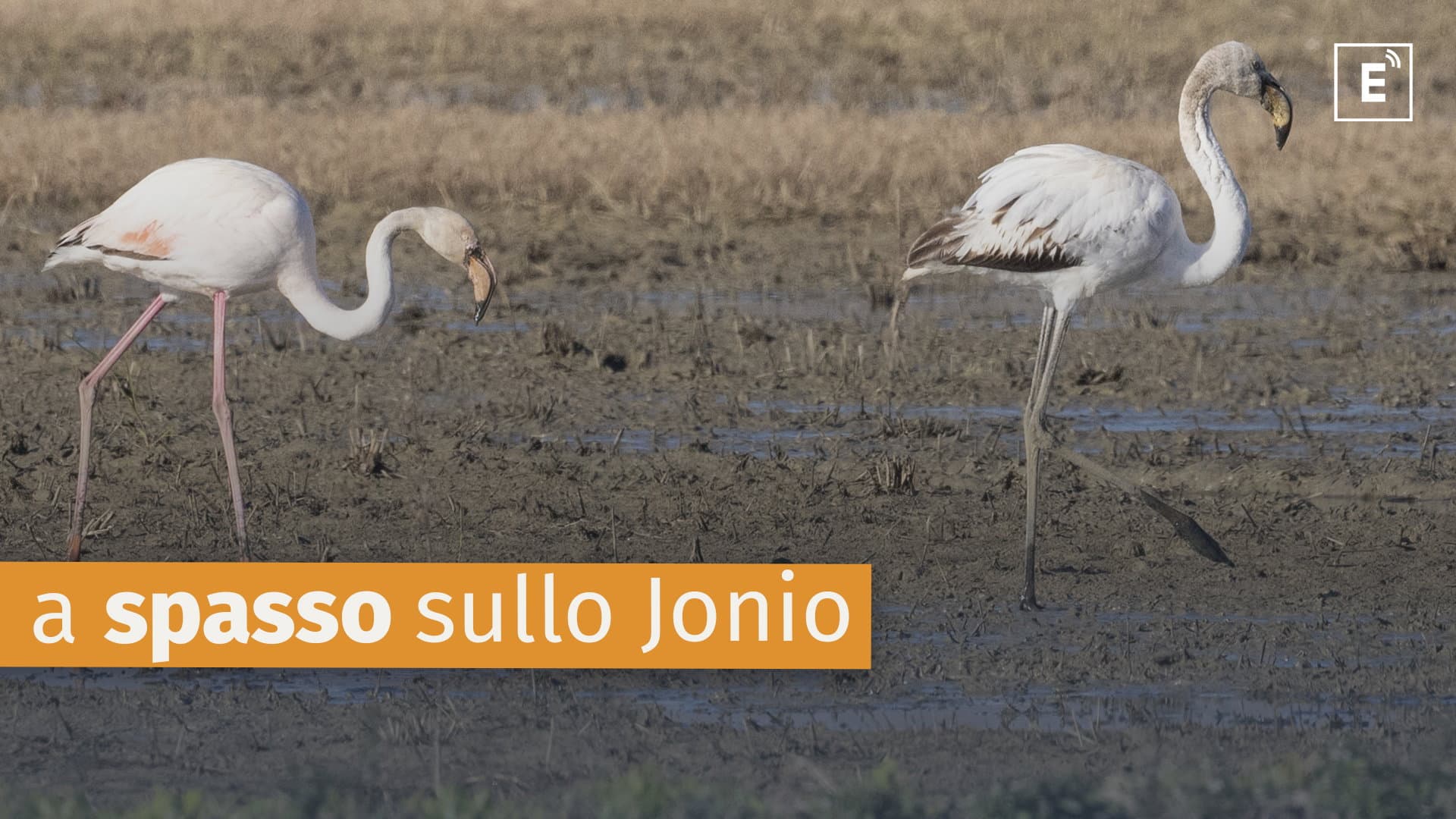 Una coppia di fenicotteri ha trascorso l'inverno nella foce del Crati: è un evento straordinario