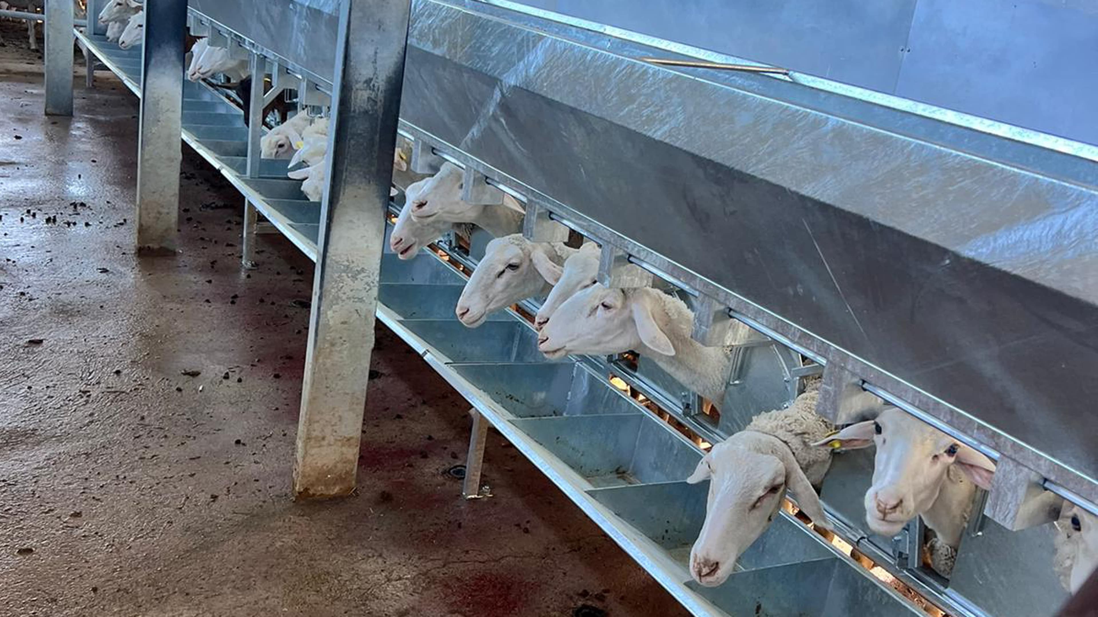 Paludi, fratelli Fonsi: «Non c'è qualità senza benessere animale»