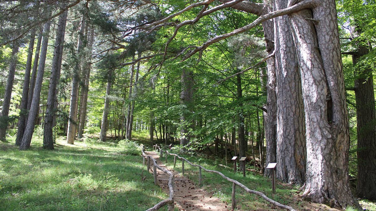 Camminate nella biodiversità, ecco le attività previste ai Giganti della Sila