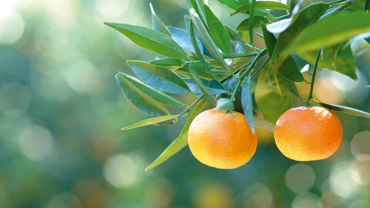 IC Crosia primo classificato al Concorso Nazionale “Agri-coltura: costruiamo l’atlante dei Paesaggi Rurali italiani”