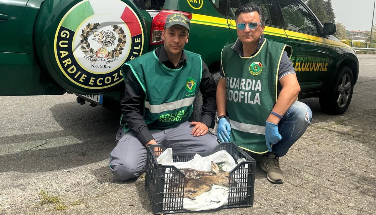 Soccorso un cucciolo di capriolo a Lorica. Ma a causa di un grave trauma è deceduto