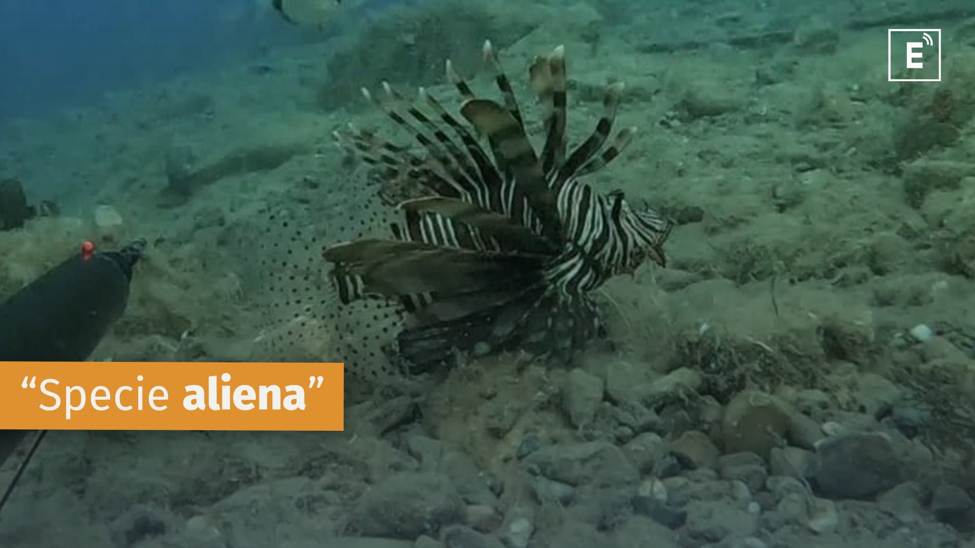 Avvistato nel mare di Corigliano-Rossano un esemplare di "pesce scorpione"