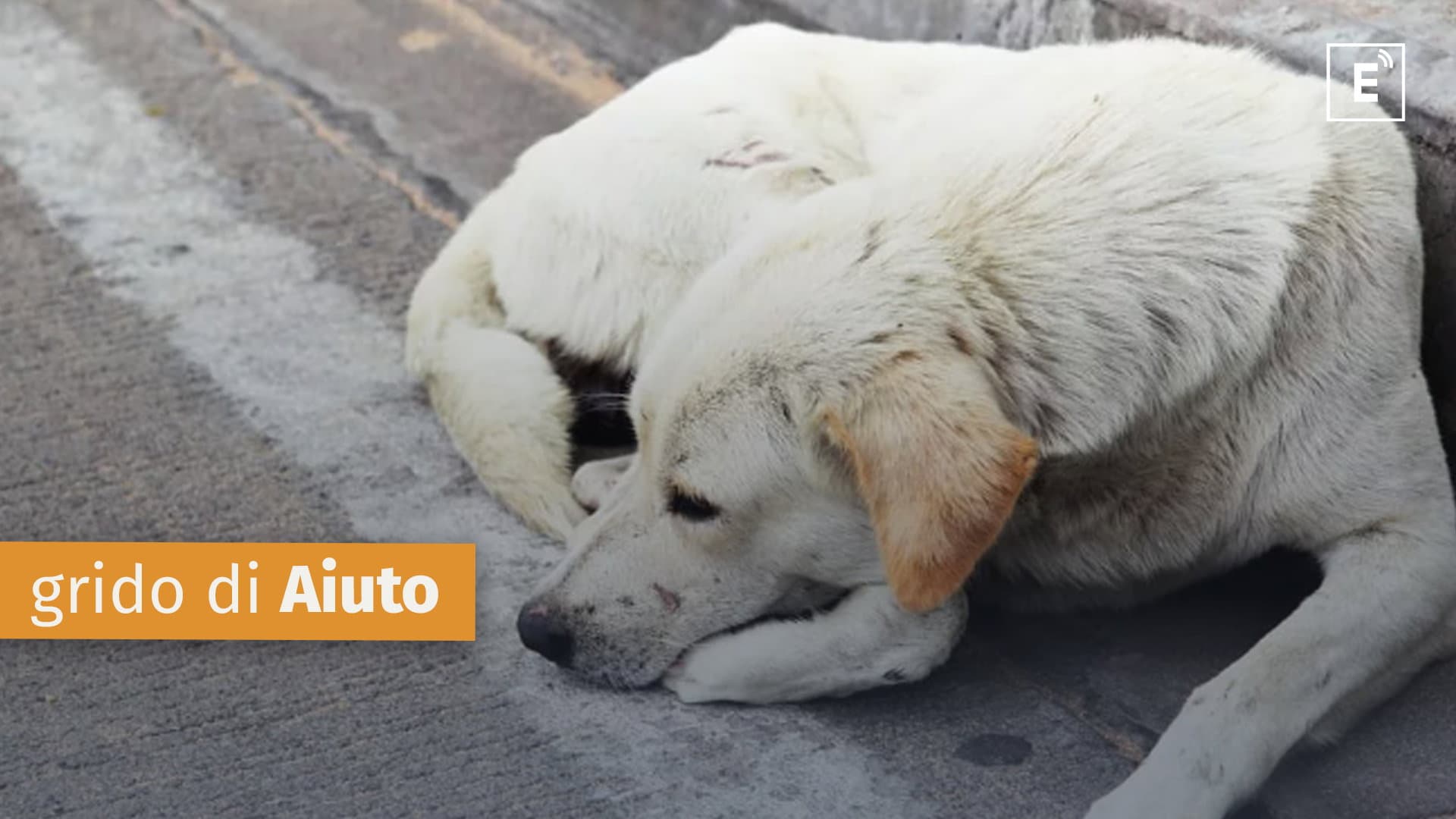 Torna a "sanguinare" la piaga del randagismo a Corigliano-Rossano