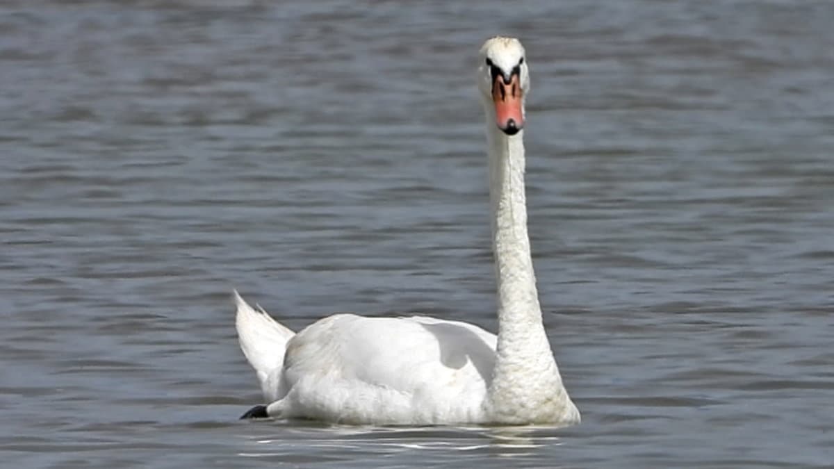Nella Riserva Foce del fiume Crati è arrivato il Cigno reale