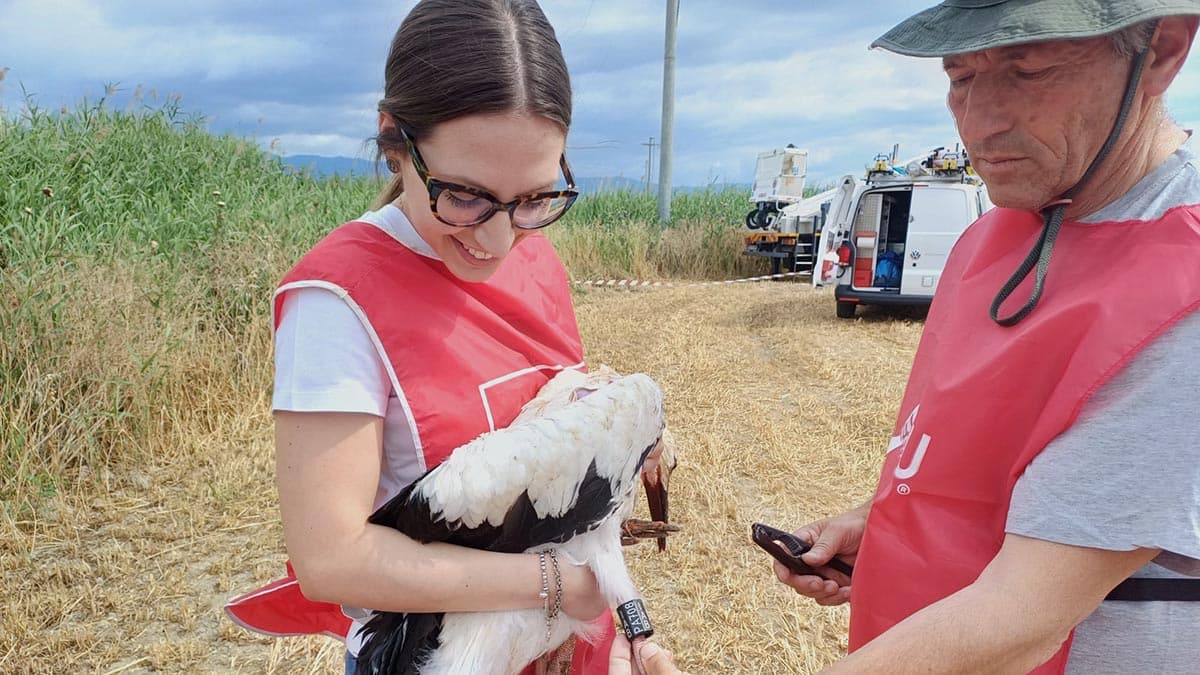 Lipu ha inanellato in Calabria a scopo scientifico 24 giovani cicogne