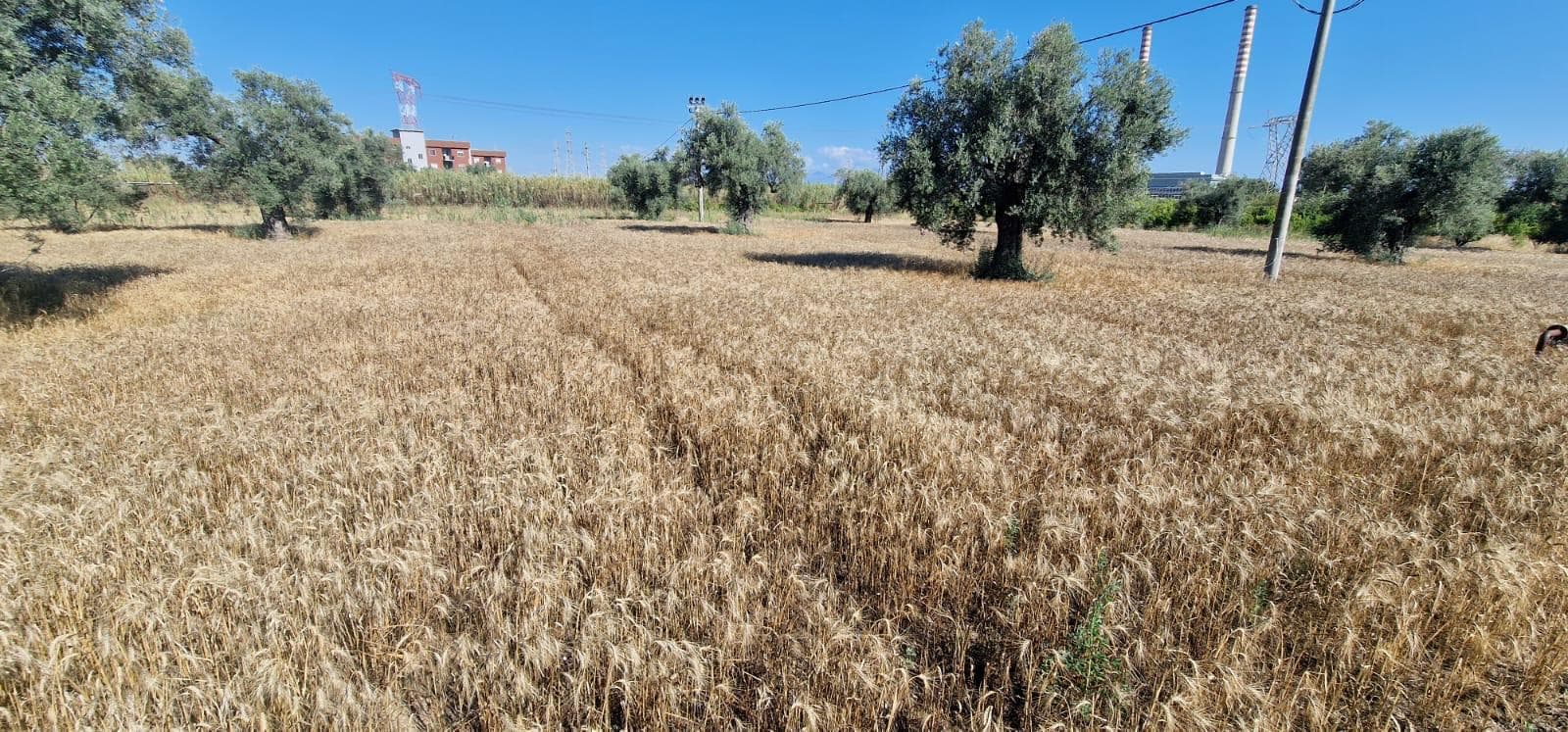 Si conferma ricca e soddisfacente l’annata cerealicola dell'Istituto Majorana