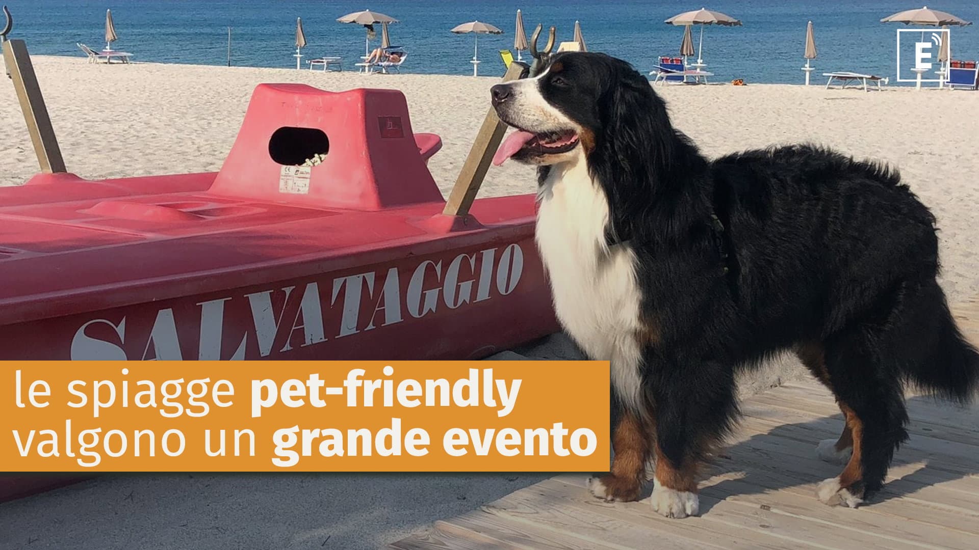 In 100 km di costa la Calabria del nord-est conta (ufficialmente) solo tre spiagge pet-friendly