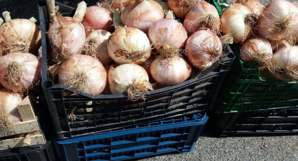 Castrovillari: al via la terza edizione del Festival della Cipolla Bianca