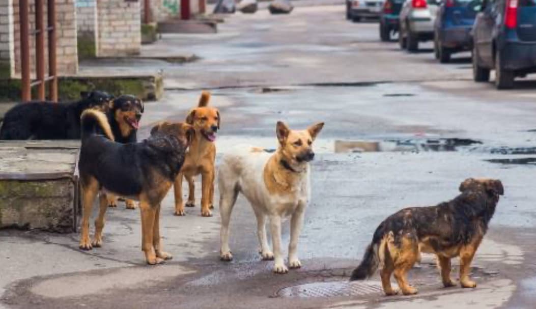 Randagismo a Corigliano-Rossano: iniziato il percorso per la sterilizzazione
