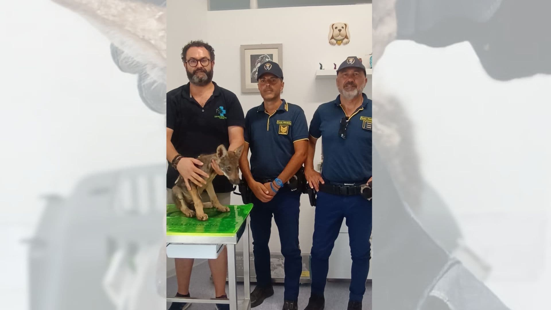 Salvato un cucciolo di lupo nei boschi della Sila