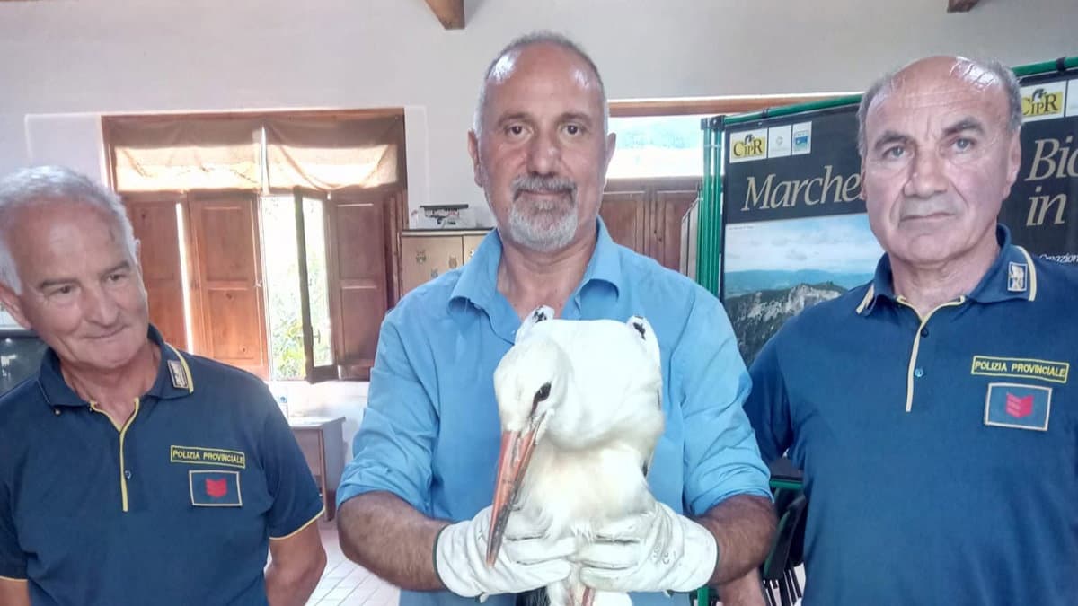 Piana di Sibari, tratte in salvo due Cicogne bianche ferite