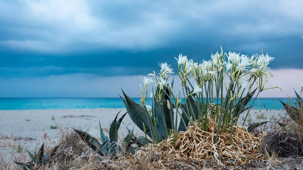 In Calabria si ripete lo spettacolo dei "Gigli di Mare"