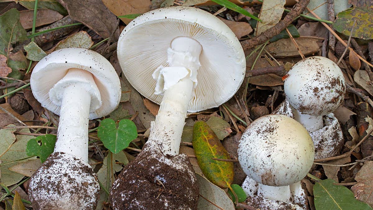 Un convegno su "La prevenzione delle intossicazioni da funghi" a Camigliatello