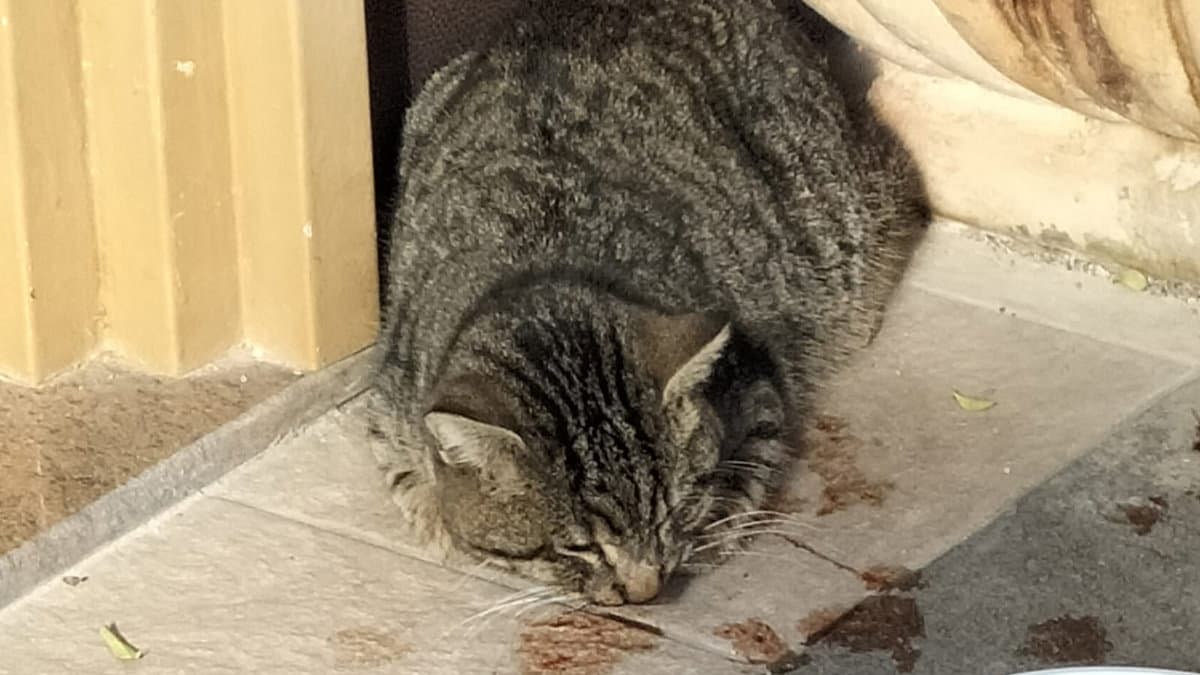 Co-Ro, gatto non soccorso perché mancano gattili: morto per avvelenamento