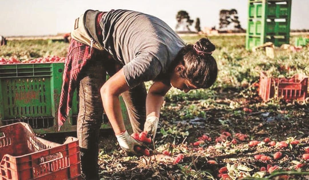 Dipendenti Agrintesa di Castrovillari, i sindacati di categoria annunciato lo sciopero generale