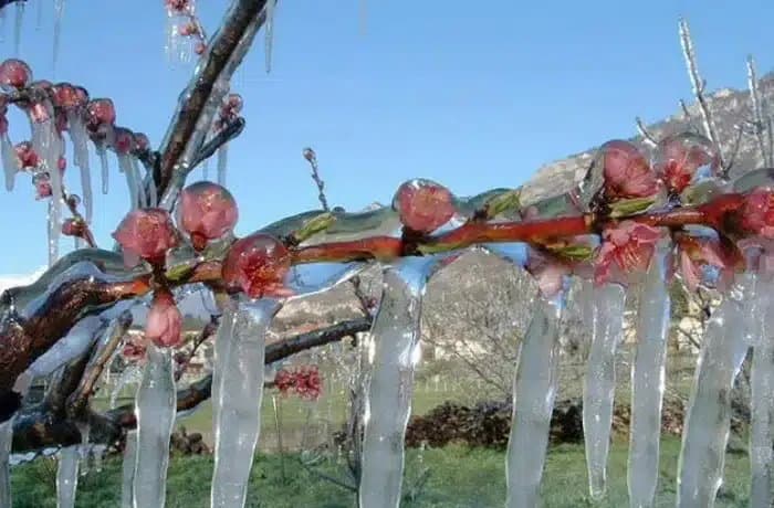 Gelata di metà marzo, danni ingenti alle coltivazioni della Piana di Sibari
